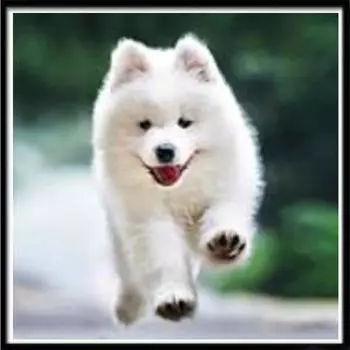 Полный 5D Diy Алмазная картина Мультфильм Милая Собака Вышивка Крестом Домашний Декор Ручной Подарок 25x25cm