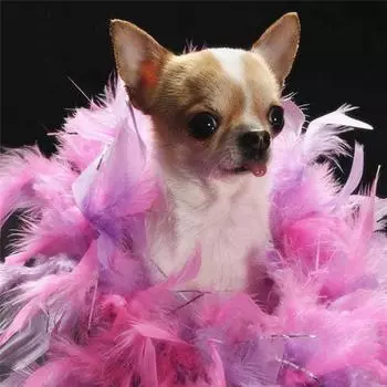 Полный 5D Diy Алмазная картина Мультфильм животных Собака Мозаика Вышивка Крестом Домашний декор Ручная работа 25x25cm