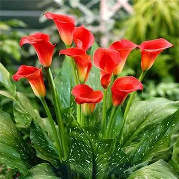 Полный 5D Diy Алмазная картина Мультфильм Цветочная Мозаика Вышивка Крестом Домашний Декор Ручной Подарок 25x25cm