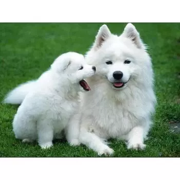 Полный 5D Diy Алмазная картина Мультфильм животных Милая собака Вышивка Крестом Домашний декор Ручная работа 25x30cm