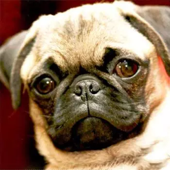 Полный 5D Diy Алмазная картина Мультфильм Животное Собака Вышивка Крестом Домашний Декор Ручной Подарок 25x25cm