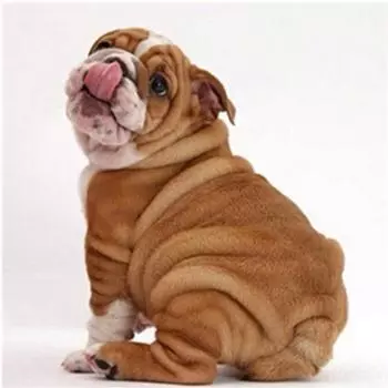 Полный 5D Diy Алмазная картина Мультфильм Милая Собака Вышивка Крестом Домашний Декор Ручной Подарок 25x25cm