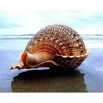 Полный 5D Diy Алмазная картина Мультфильм Морские Ракушки Мозаика Вышивка Крестом Домашний Декор Ручной Работы 25x30cm