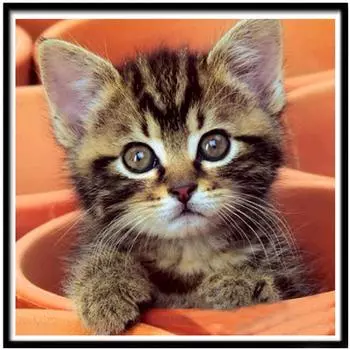 Полный 5D Diy Алмазная картина Мультфильм Милый Кот Вышивка Крестом Домашний Декор Ручной Подарок 25x25cm