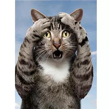 Полный 5D Diy Алмазная картина Мультфильм животных Кошка Алмазная вышивка Крестом Домашний декор Подарок ручной работы 25x30cm