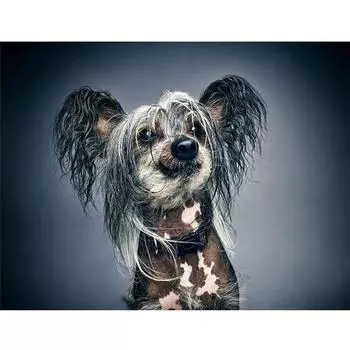 Полный 5D Diy Алмазная картина Мультфильм животных Собака Вышивка Крестом Домашний декор Ручная работа 25x30cm