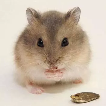 Полный 5D Diy Алмазная картина Мультфильм Маленькая Мышь Мозаика Вышивка Крестом Домашний Декор Ручной Работы 25x25cm