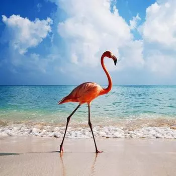 Полный 5D Diy Алмазная картина Мультфильм Красный венценосный журавль Вышивка Крестом Домашний Декор Ручная работа 25x25cm