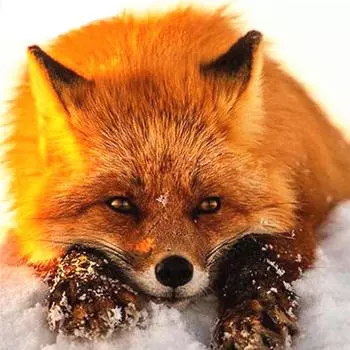 Полный 5D Diy Алмазная картина Мультфильм животных Лиса Мозаика Вышивка Крестом Домашний декор Ручная работа 25x25cm