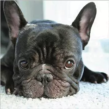 Полный 5D Diy Алмазная картина Мультфильм Животное Собака Вышивка Крестом Домашний Декор Ручной Подарок 30x30cm