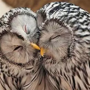 Полный 5D Diy Алмазная картина Мультфильм животных Сова Мозаика Вышивка Крестом Домашний декор Ручная работа 25x25cm