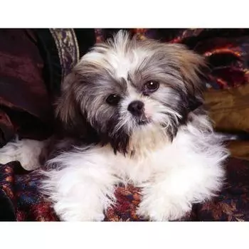 Полный 5D Diy Алмазная картина Мультфильм животных Собака Мозаика Вышивка Крестом Домашний декор Ручная работа 25x30cm