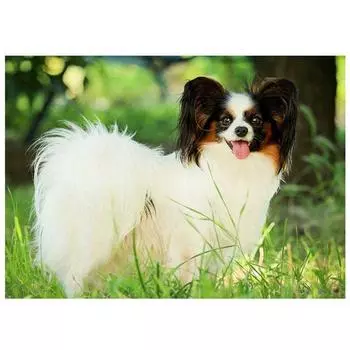 Полный 5D Diy Алмазная картина Мультфильм Животное Собака Вышивка Крестом Домашний Декор Ручной Подарок 25x30cm