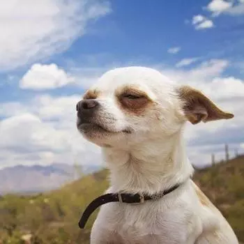 Полный 5D Diy Алмазная картина Мультфильм животных Собака Алмазная вышивка Крестом Домашний декор Ручная работа 30x30cm