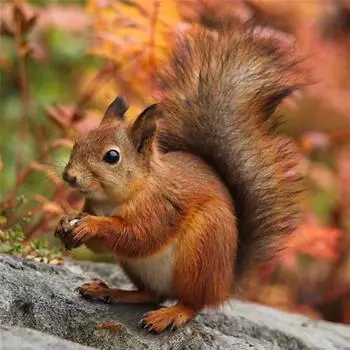 Полный 5D Diy Алмазная картина Мультфильм животных Белка Вышивка Крестом Домашний декор Ручная работа 25x25cm