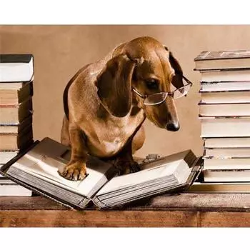 Полный 5D Diy Алмазная картина Мультфильм Собака Чтение Алмазная Вышивка Крестом Домашний Декор Подарок ручной работы 20x30cm