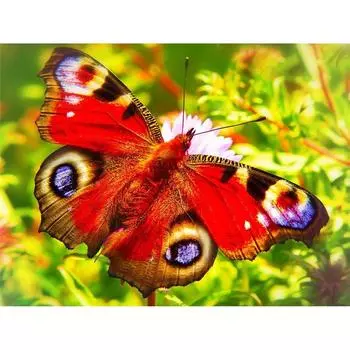Полный 5D Diy Алмазная картина Мультфильм Бабочка Мозаика Вышивка Крестом Домашний Декор Ручной Работы 25x30cm