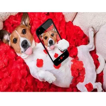 Полный 5D Diy Алмазная картина Мультфильм Животное Собака Селфи Вышивка Крестом Домашний Декор Ручной Работы 25x30cm