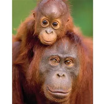 Полный 5D Diy Алмазная картина Мультфильм животных Орангутанг Вышивка Крестом Домашний декор Ручная работа 25x30cm
