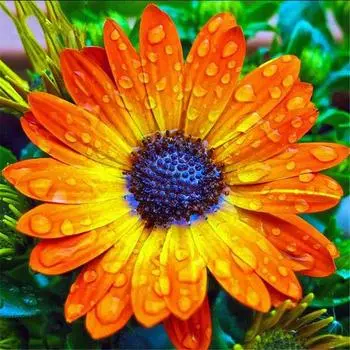 Полный 5D Diy Алмазная картина Мультфильм Цветок Алмазная вышивка Крест Стежок Главная Декор Ручной подарок 30x30cm