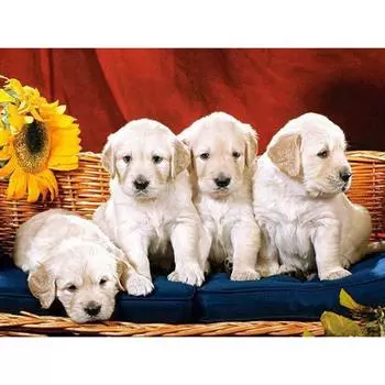 Полный 5D Diy Алмазная картина Мультфильм Щенки Вышивка Крестом Домашний Декор Ручной Подарок 25x30cm