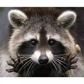 Полный 5D Diy Алмазная картина Мультфильм животных Мозаика Вышивка Крестом Домашний декор Ручной подарок 25x30cm