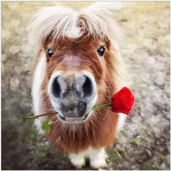 Полный 5D Diy Алмазная картина Мультфильм животных Алмазная вышивка Крест Стежок Главная Декор Ручной подарок 30x30cm