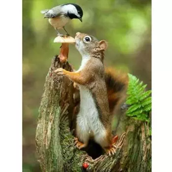 Полный 5D Diy Алмазная картина Мультфильм Белка и Птица Вышивка Крестом Домашний Декор Ручной Работы 25x30cm