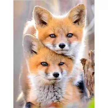 Полный 5D Diy Алмазная картина Мультфильм животных Две лисы Вышивка Крестом Домашний декор Ручная работа 25x30cm