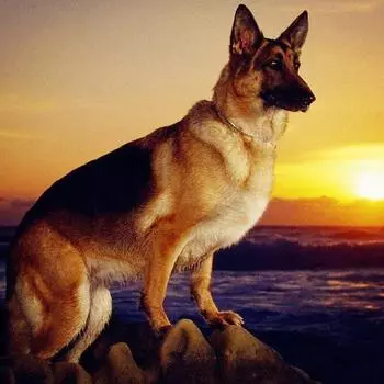 Полный 5D Diy Алмазная картина Мультфильм Животное Собака Вышивка Крестом Домашний Декор Ручной Подарок 25x25cm