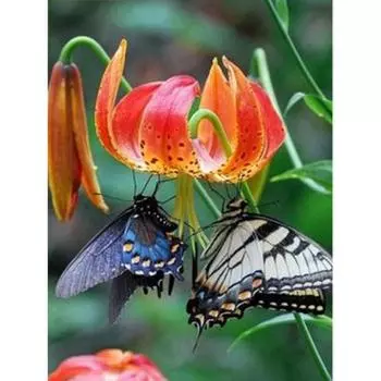 Полный 5D Diy Алмазная картина Мультфильм животных Бабочка Вышивка Крестом Домашний декор Ручная работа 25x30cm