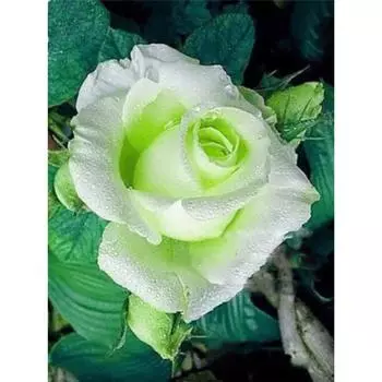 Полный 5D Diy Алмазная картина Мультфильм Цветок Алмазная вышивка Крест Стежок Главная Декор Ручной подарок 20x30cm