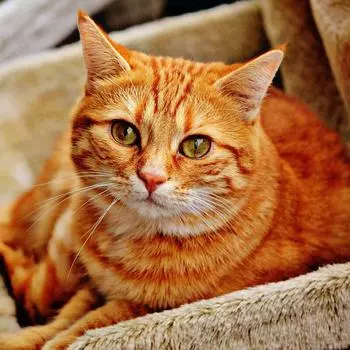 Полный 5D Diy Алмазная картина Мультфильм животных Кошка Мозаика Вышивка Крестом Домашний декор Ручная работа 25x25cm