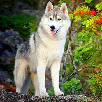 Полный 5D Diy Алмазная картина Мультфильм Животное Собака Вышивка Крестом Домашний Декор Ручной Подарок 25x25cm