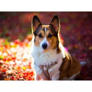 Полный 5D Diy Алмазная картина Мультфильм животных Собака Мозаика Вышивка Крестом Домашний декор Ручная работа 25x30cm