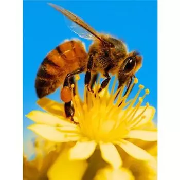 Полный 5D Diy Алмазная картина Мультфильм Пчела Сбор цветов Вышивка Крестом Домашний декор Ручная работа 25x30cm