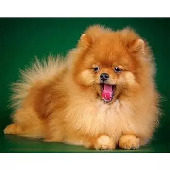 Полный 5D Diy Алмазная картина Плюшевый щенок Алмазная вышивка Полный вышивка крестом Домашний декор Подарок ручной работы 20x30cm