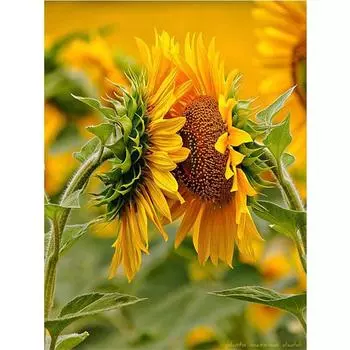 Полный 5D Diy Алмазная картина Подсолнух цветок Вышивка Крестом Домашний Декор Ручной Подарок 25x30cm