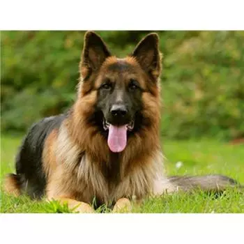 Полный 5D Diy Алмазная картина Полицейская собака Вышивка Крестом Главная Декор Ручной подарок 25x30cm