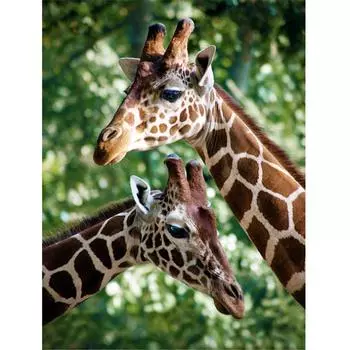 Полный 5D Diy Алмазная картина Прерия Жираф Алмазная вышивка Полный набор аниме Наборы для вышивки крестом Домашний декор Подарок ручной работы Round 20x30cm