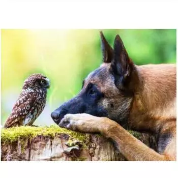 Полный 5D Diy Алмазная картина Птица и собака Алмазная вышивка Полный набор аниме Наборы для вышивки крестом Домашний декор Подарок ручной работы Round 20x30cm