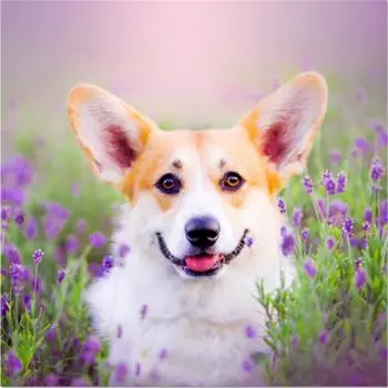 Полный 5D Diy Алмазная картина Счастливое животное собака Вышивка крестиком Домашний декор Подарок ручной работы 25x25cm