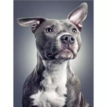 Полный 5D Diy Алмазная картина Серый щенок Алмазная вышивка Полный лежал вышивка крестом Домашний декор Подарок ручной работы 20x30cm