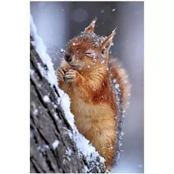 Полный 5D Diy Алмазная картина Снежная белка Вышивка Крестом Домашний декор Ручной подарок Подарок 20X25CM