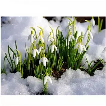 Полный 5D Diy Алмазная картина Снежная трава Дрель Вышивка Крестом Домашний декор Ручной подарок Подарок 25x30cm