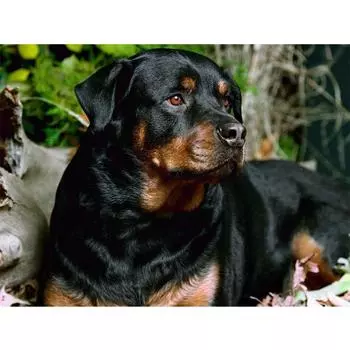 Полный 5D Diy Алмазная картина Тоска щенок Алмазная вышивка Полный лежал вышивка крестом Домашний декор Подарок ручной работы 20x30cm