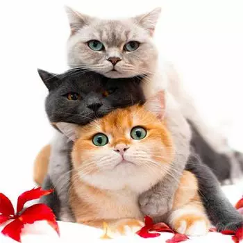 Полный 5D Diy Алмазная картина Три кошки сложенные Архаты Алмазная вышивка Полный набор аниме Наборы для вышивки крестом Домашний декор Подарок ручной работы Round 25x25cm