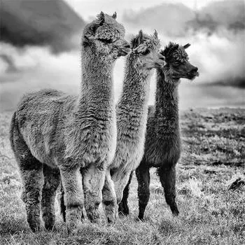 Полный 5D Diy Алмазная картина Три милые альпаки Вышивка крестом Домашний декор Подарок ручной работы 25x25cm