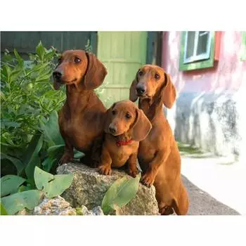 Полный 5D Diy Алмазная картина Три щенка Алмазная вышивка Полный вышивки крестом Домашний декор Подарок ручной работы 20x30cm