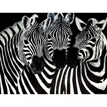 Полный 5D Diy Алмазная картина Три зебры Вышивка Крестом Домашний декор Ручной подарок Подарок 25x30cm